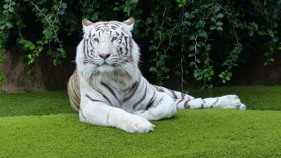 Stunning Close-Up of a White Bengal Tiger: Majestic and Rare Big Cat Image